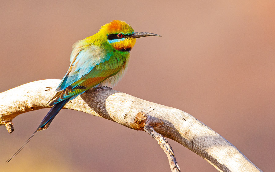 Alice Springs birding tours