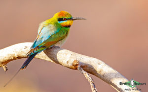 Alice Springs birding tours