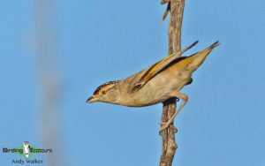 Alice Springs birding tours