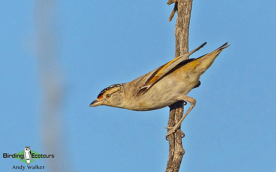 Alice Springs birding tours