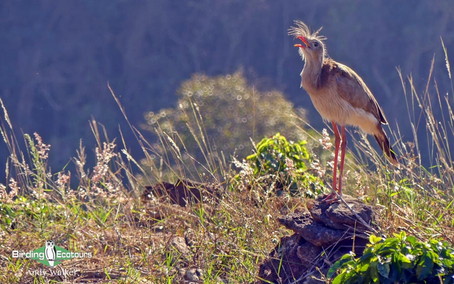 Cerrado endemics, Brazilian Merganser and Maned Wolf birding tours