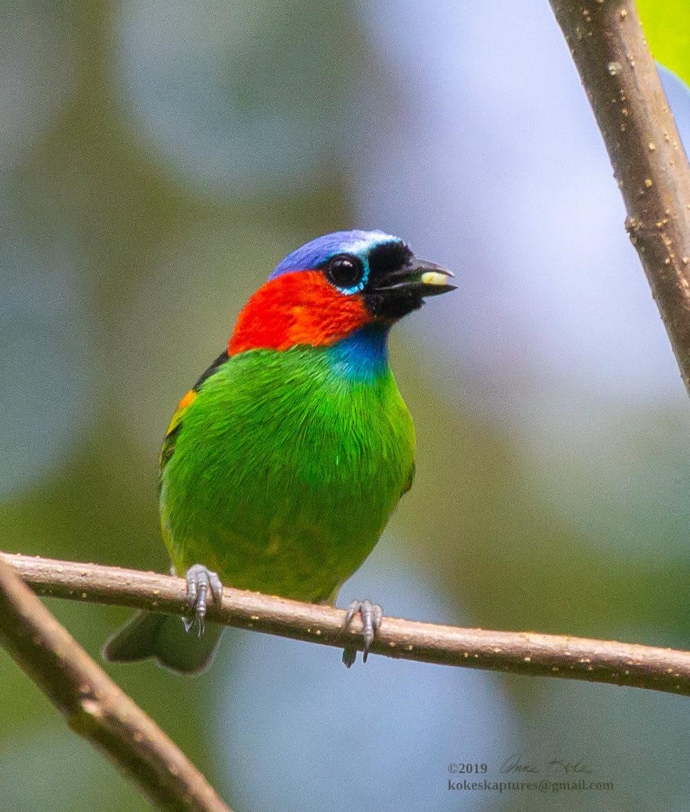 Northeastern Brazil birding tours