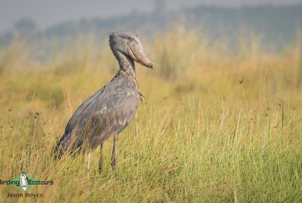 Best birding sites in Uganda