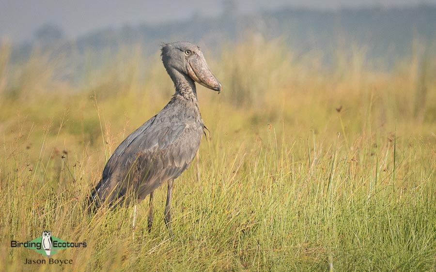 Best birding sites in Uganda