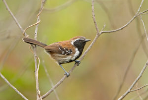 Northeastern Brazil birding tours