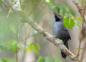 Northeastern Brazil birding tours