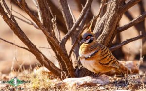 Alice Springs birding tours