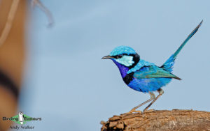 Alice Springs birding tours