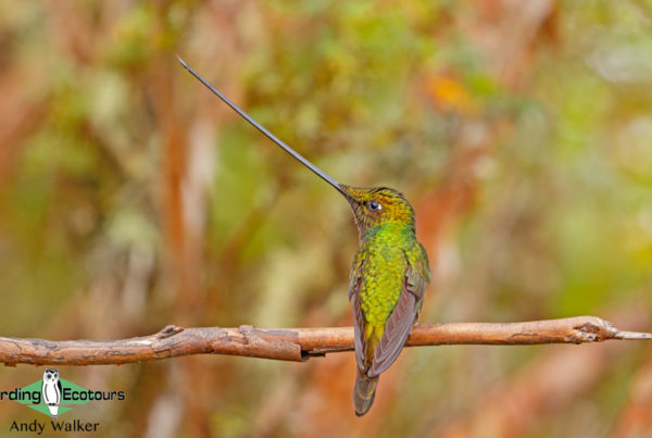 Best time for birding in Peru