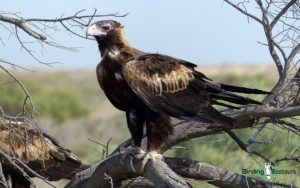 Alice Springs birding tours