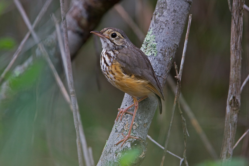 Northeastern Brazil birding tours