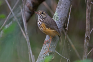 Northeastern Brazil birding tours