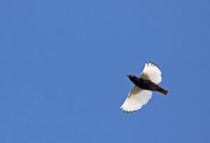 Northeastern Brazil birding tours