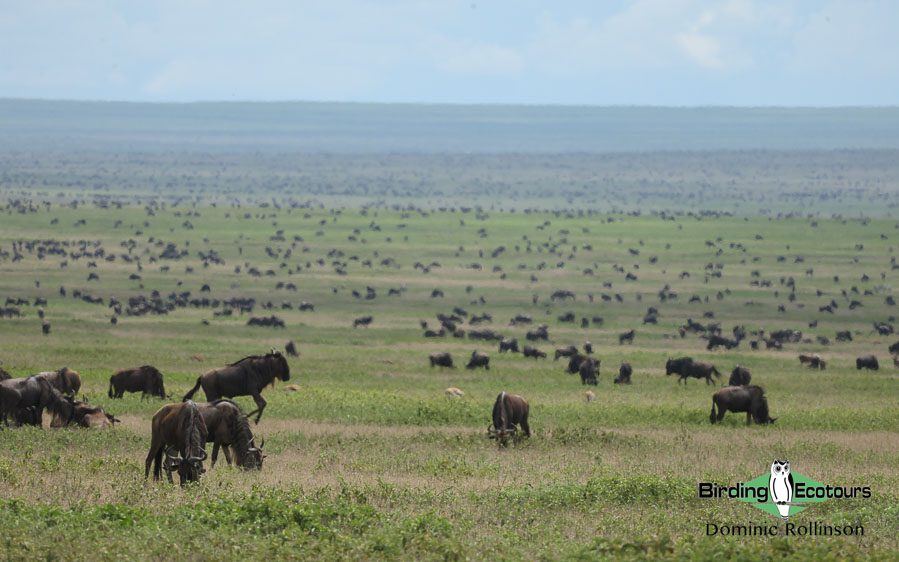 Tanzania birding tours