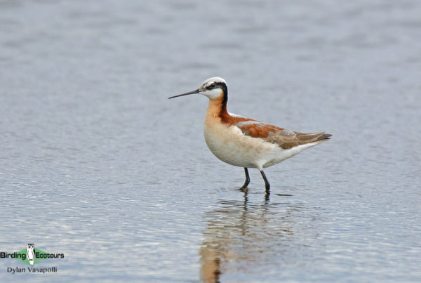 Top 10 birds of USA