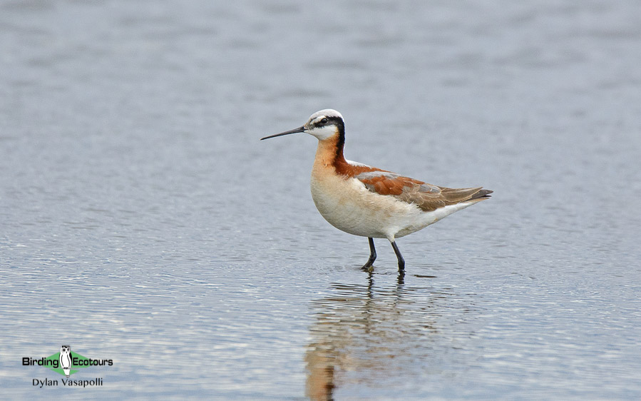 Top 10 birds of USA