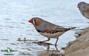 Alice Springs birding tours