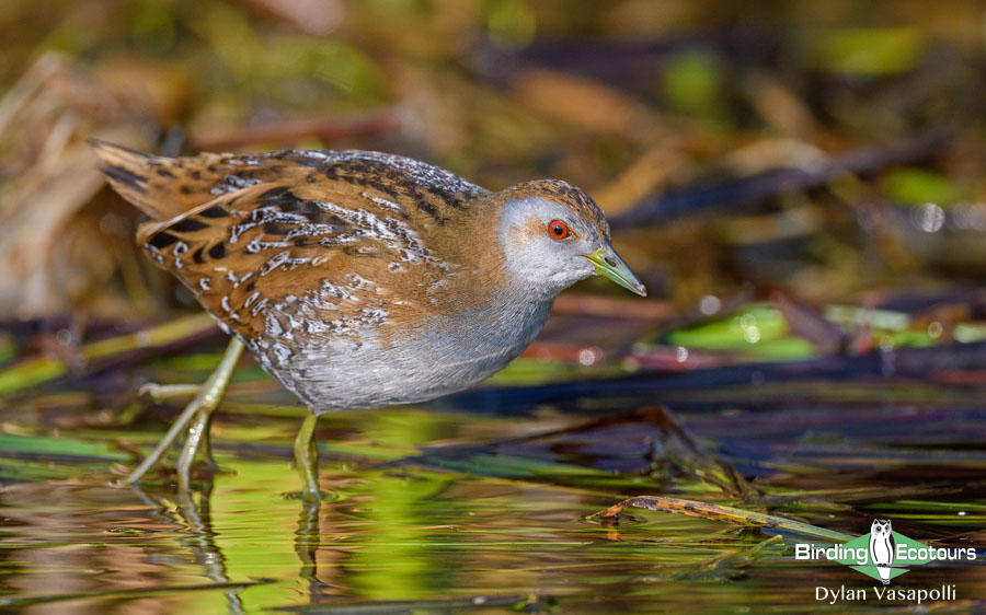 Lesvos birding tours