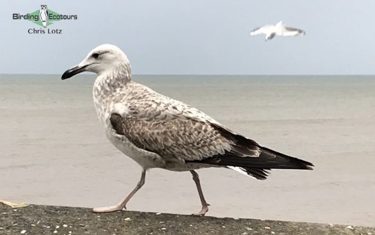 Norfolk birding