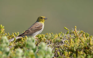 Lesvos birding tours