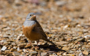 Lesvos birding tours