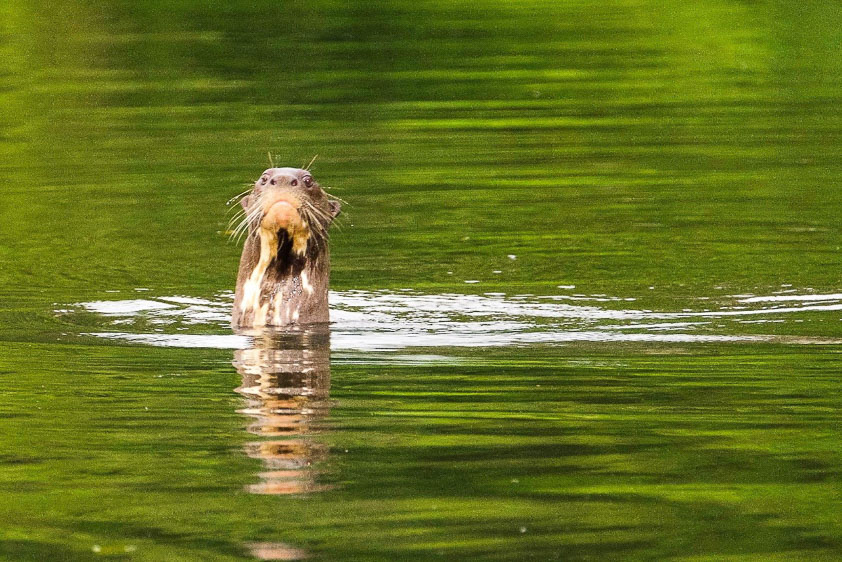 Brazil mammal blog