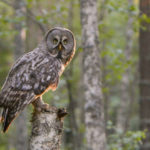 Finland birding tours