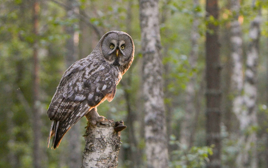 Finland birding tours