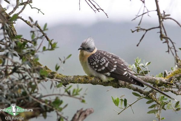 When to visit Spain for birding