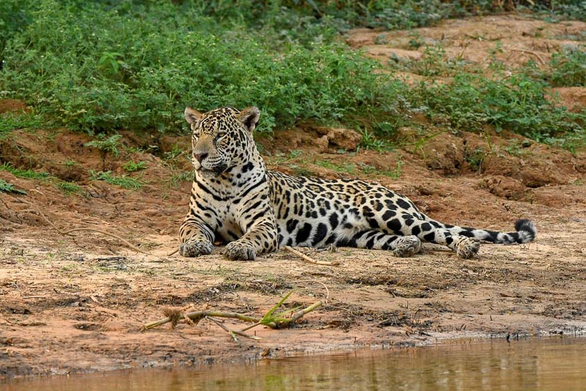 Brazil mammal blog