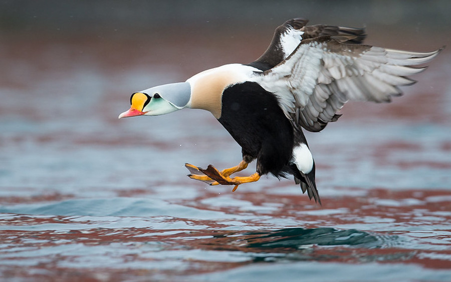 Norway birding tours