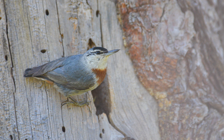 Lesvos birding tours