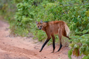 Brazil mammal blog