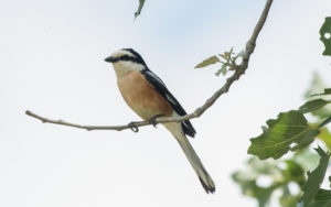 Lesvos birding tours