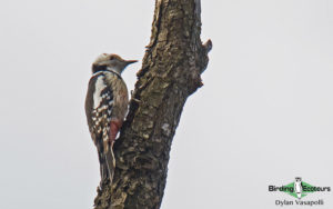 Austrian and Hungary birding tours