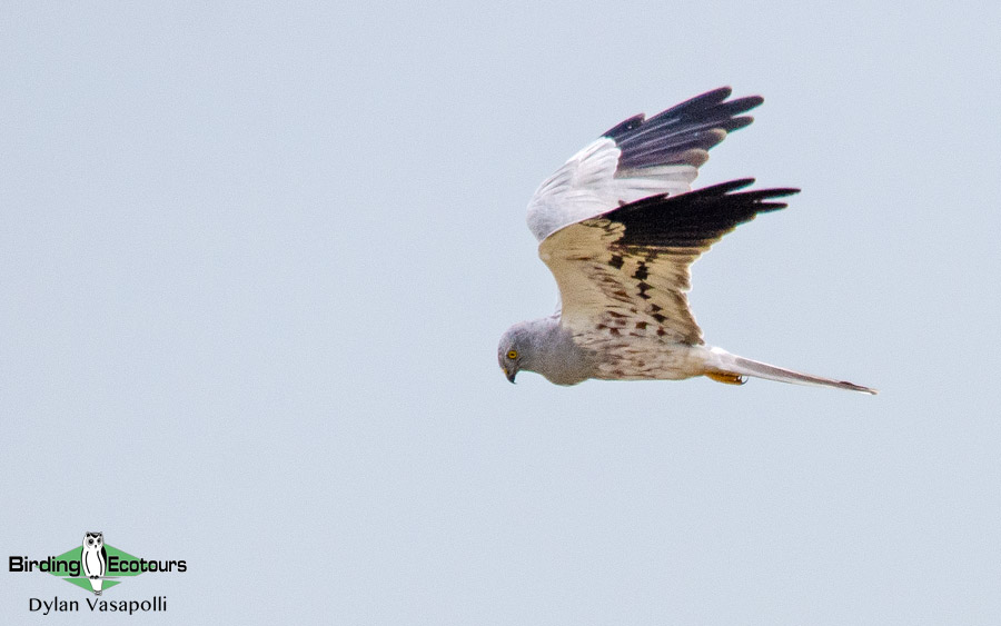 Poland birding tours