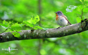 Poland birding tours