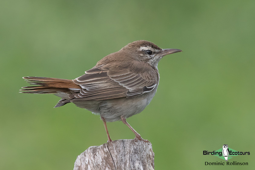 When to go birding in Greece