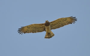 Lesvos birding tours