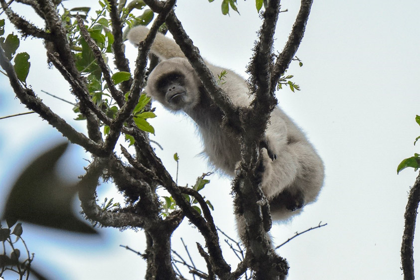 Brazil mammal blog