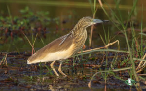 Lesvos birding tours