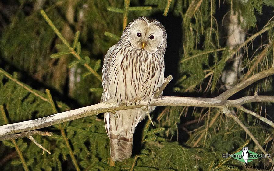 poland birding tours