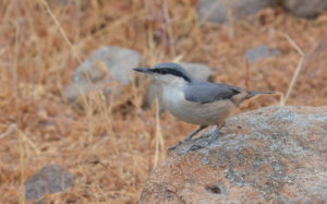 Lesvos birding tours