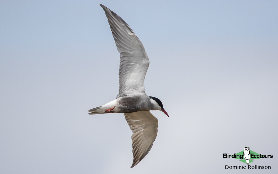 When to go birding in Greece