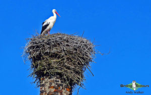 Poland birding tours