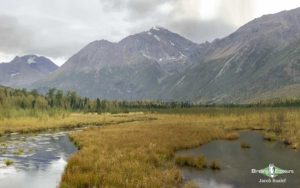 Alaska birding tours