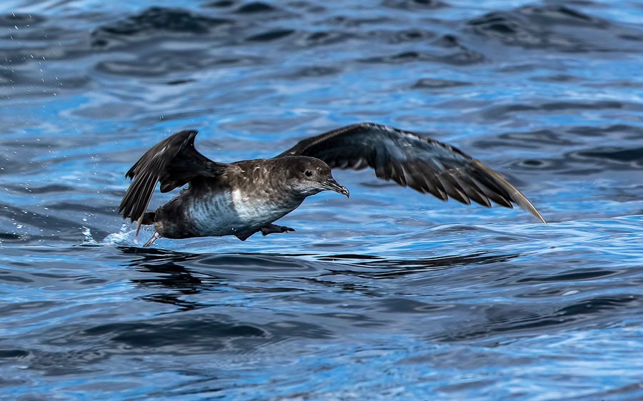 Andalusia, Spain birding tours