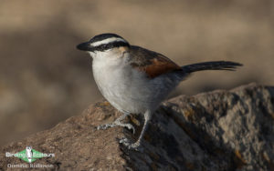 Morocco birding tours