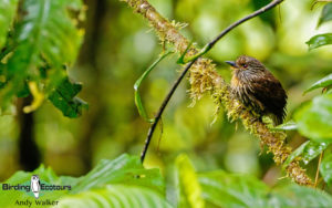 Colombia birding tours