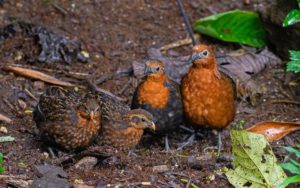 Colombia birding tours